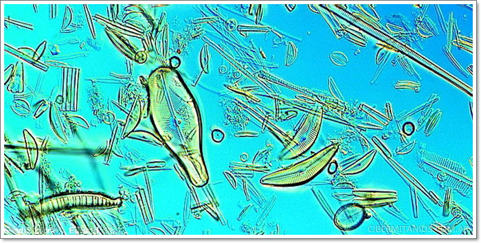 Plancton