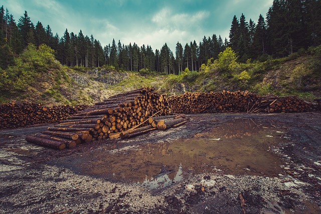 forestry-960806_640