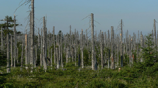 Efectos de la lluvia ácida en los bosques