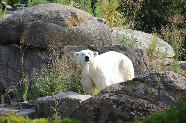 Oso polar sobre placas de hielo marino ártico en retroceso